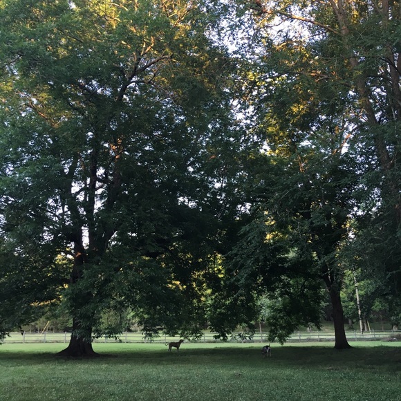 Meet your Posher, Elizabeth - Picture 7 of 13